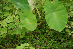 Colocasia esculenta